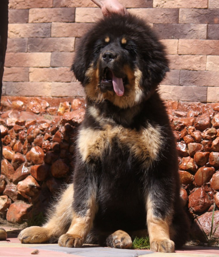 Тибетский мастиф и волкодав