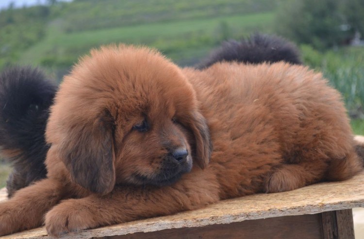 Собака тибетский мастиф