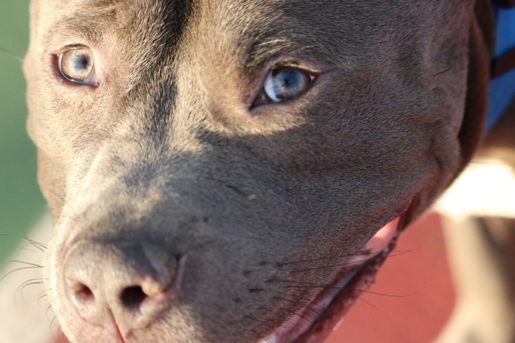 Голубоглазый питбуль черный