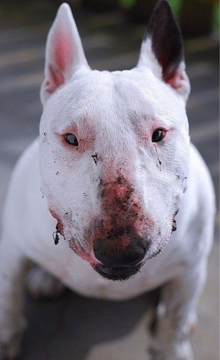 Собака с перекошенной мордой