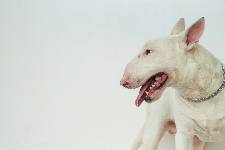 Мини бультерьер черный