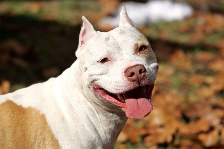 Бойцовский бультерьер