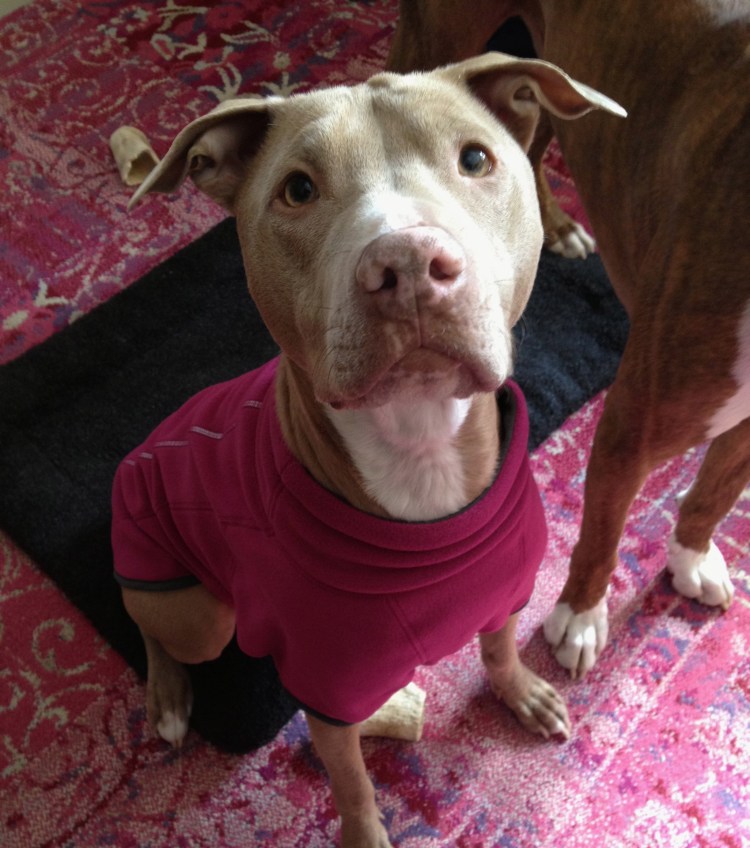 Сиамский бультерьер