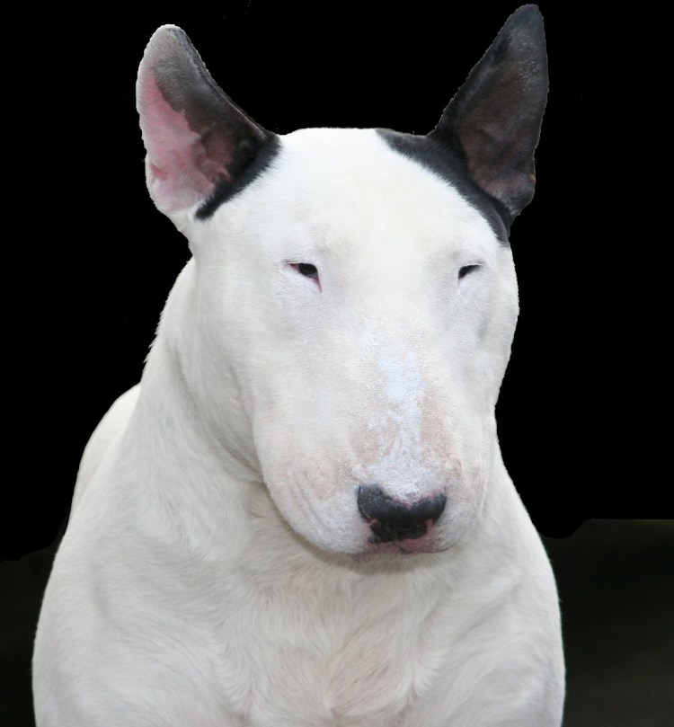 Аргентинский дог Бойцовый