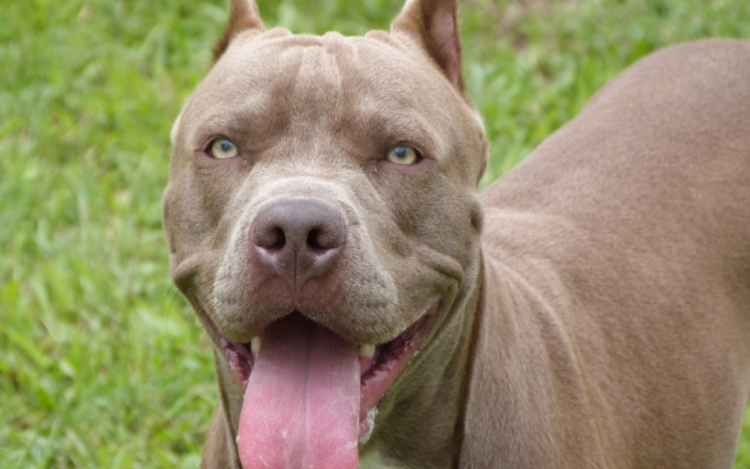 Бойцовский бультерьер