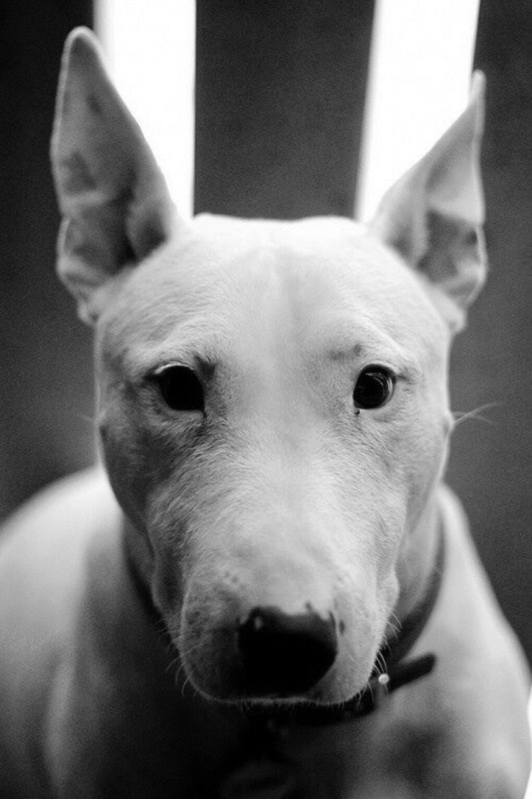 Голубоглазый бультерьер