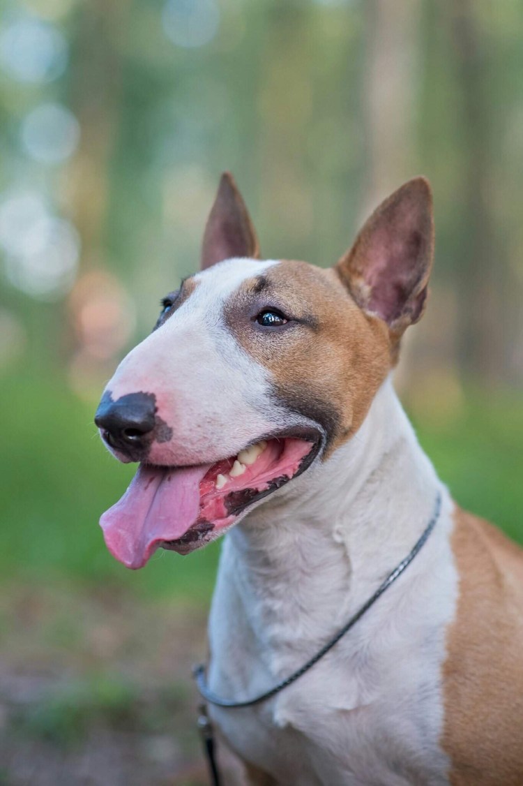 Стаффордширский терьер лиловый