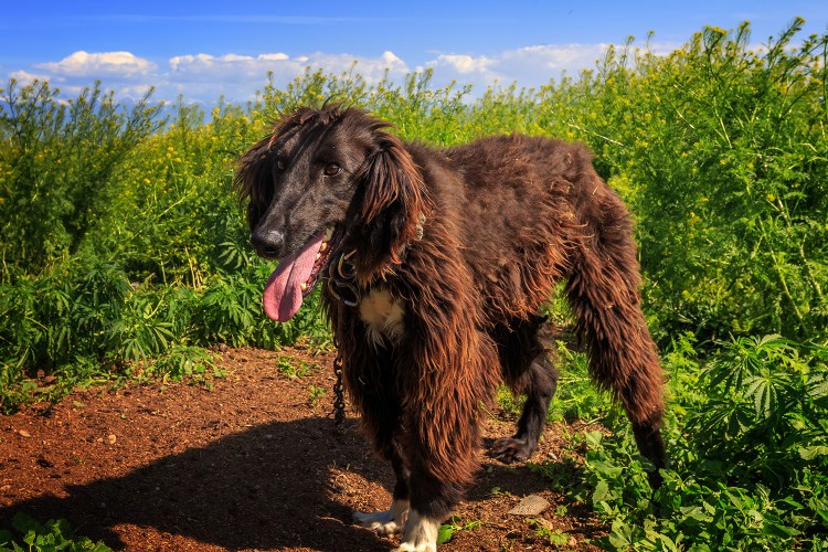 Тайган Киргизская борзая