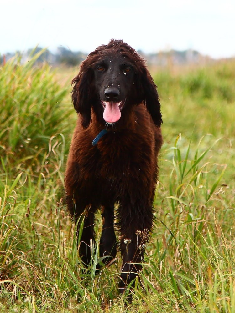 Тайган собака