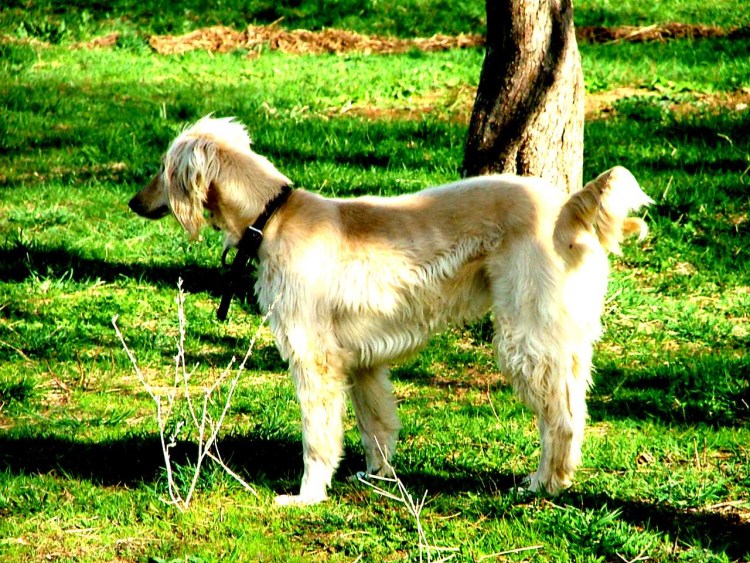 Русская псовая борзая волкодав