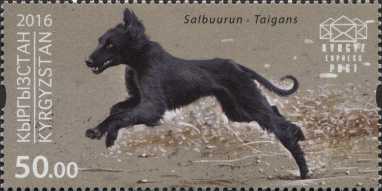 Тайган помесь с овчаркой собака