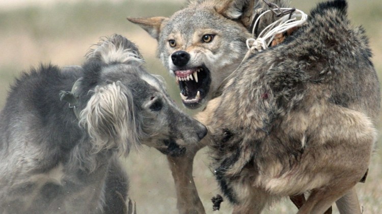 Гибрид алабая и волка