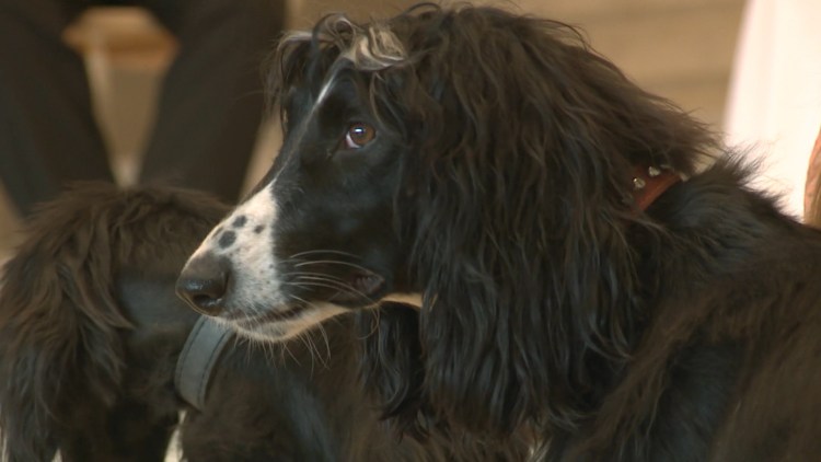 Тайган Киргизская борзая