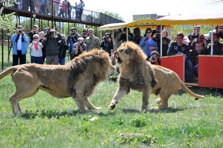 Древние кыргызы кочевники