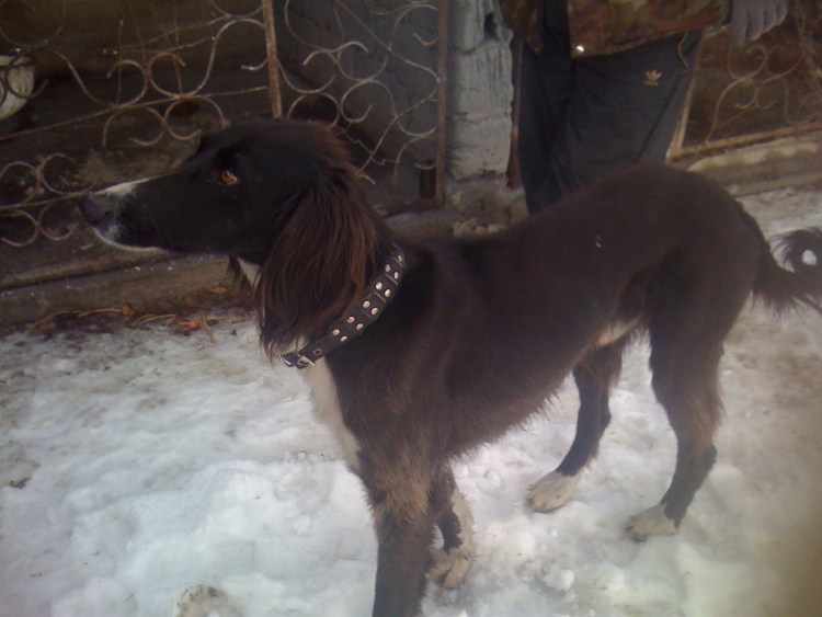 Собака Киргиз