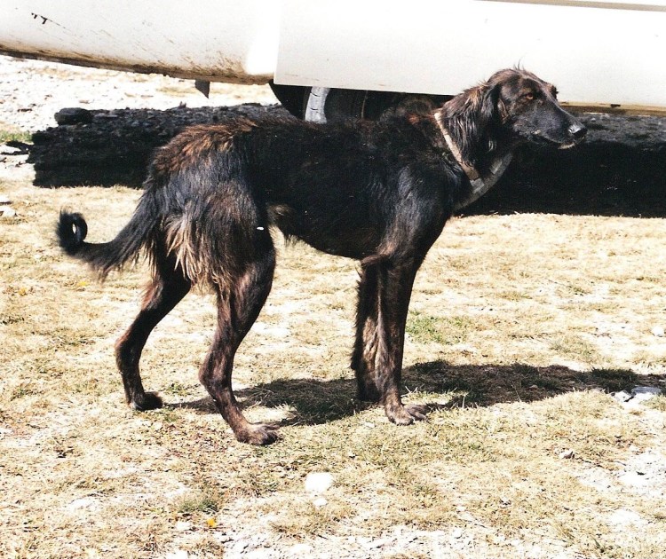 Волкодав Тайган