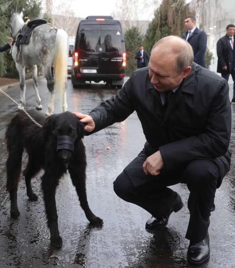 Казахская собака Тайган