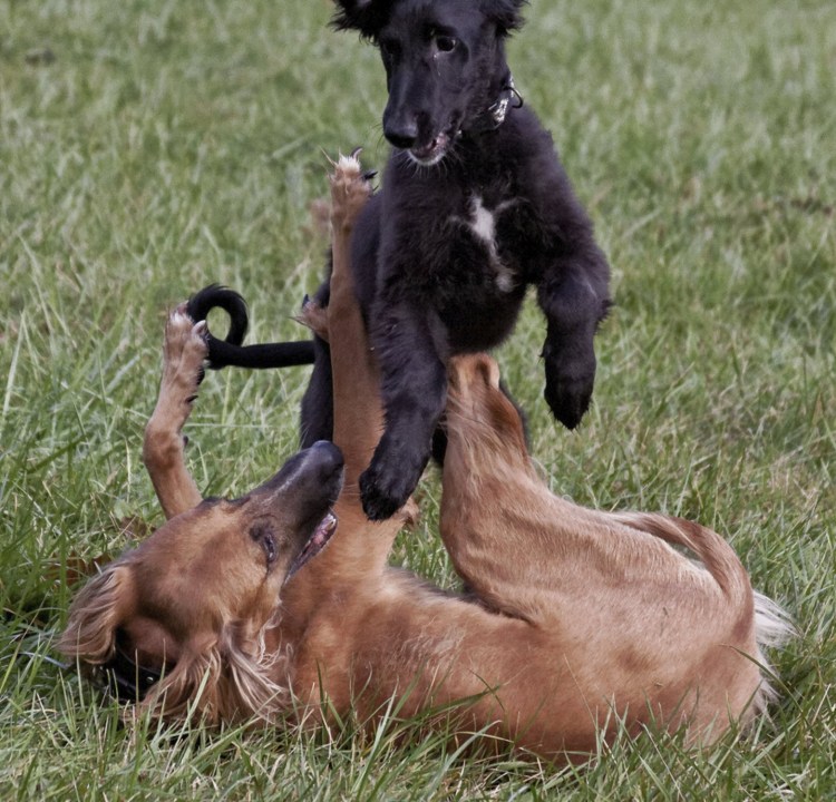 Тайган Киргизская борзая