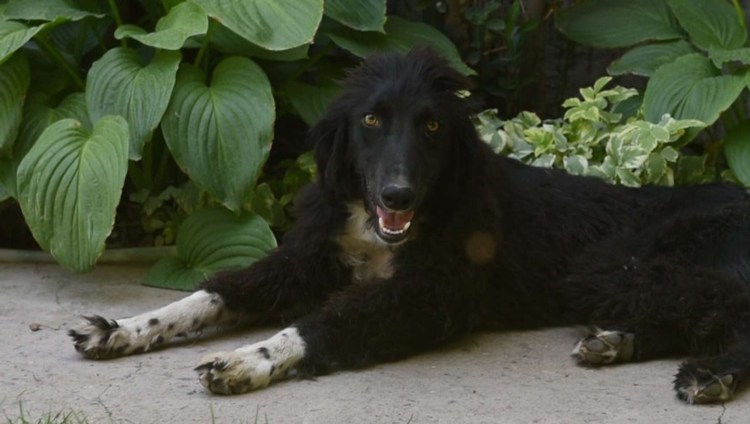 Киргизские кочевники 19 век