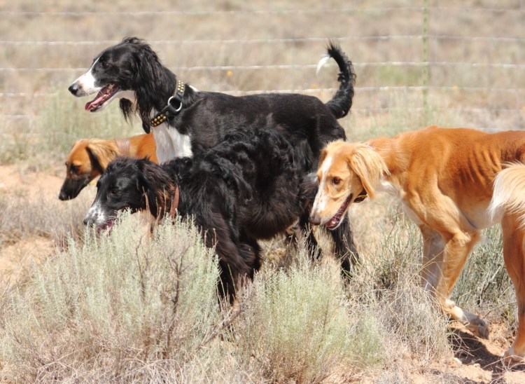 Тайган собака бега