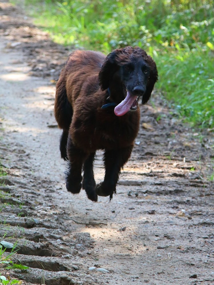 Хакасы скотоводство