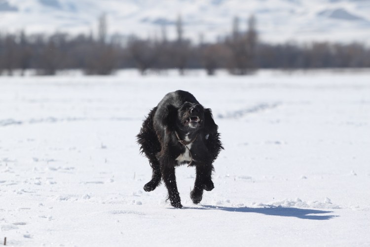 Тайган собака характеристика