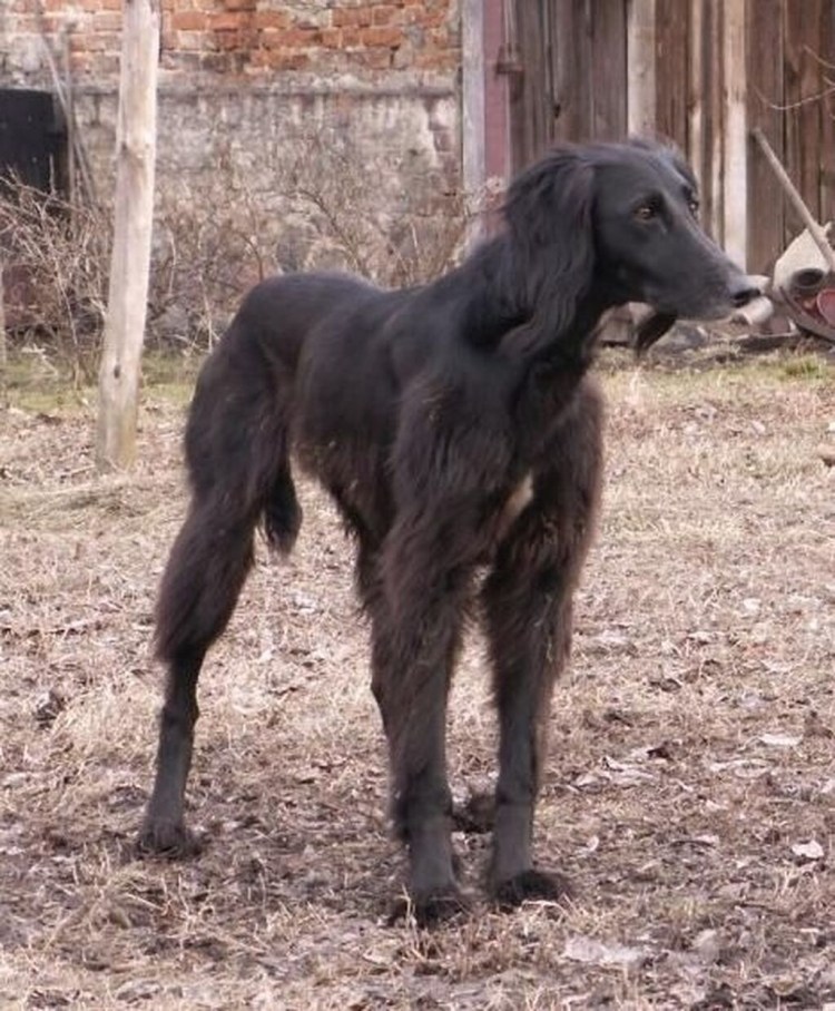 Тайган борзая Кыргызская