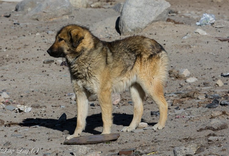 Тайган порода