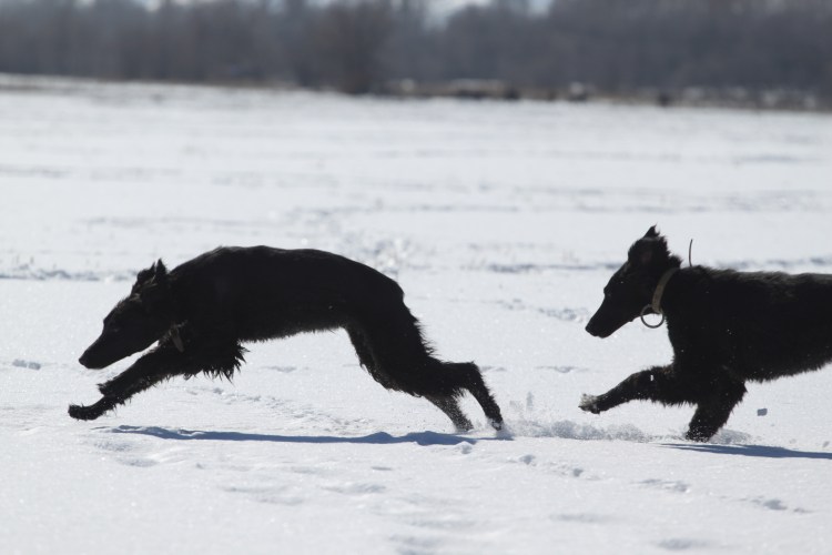 Тайган собака