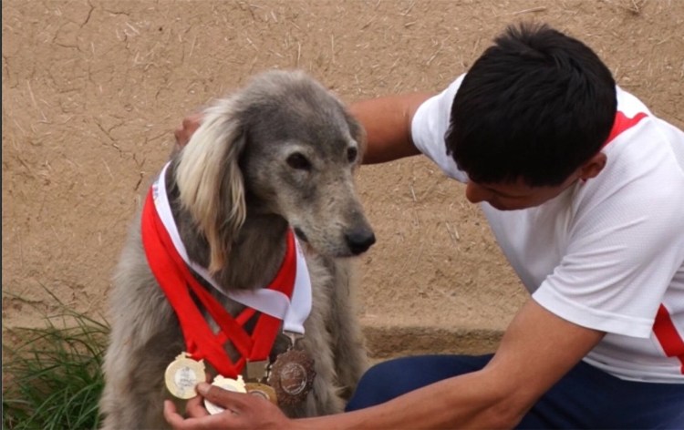 Алабай и Кавказская овчарка