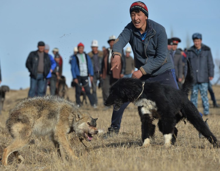 Черный тобет
