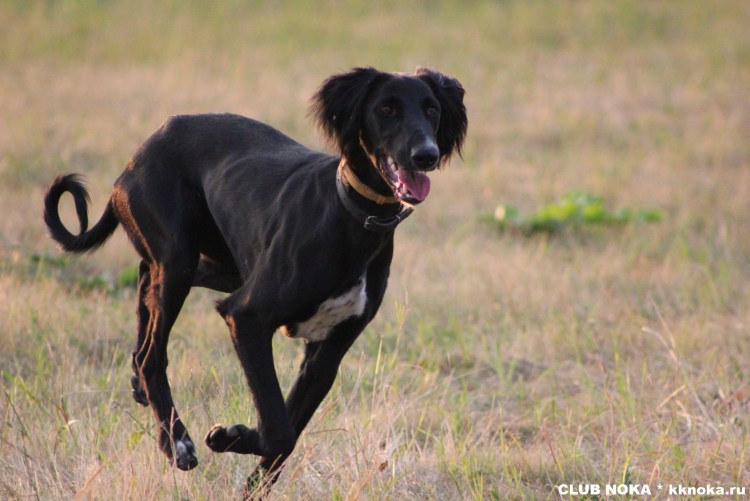 Тайган Киргизская борзая