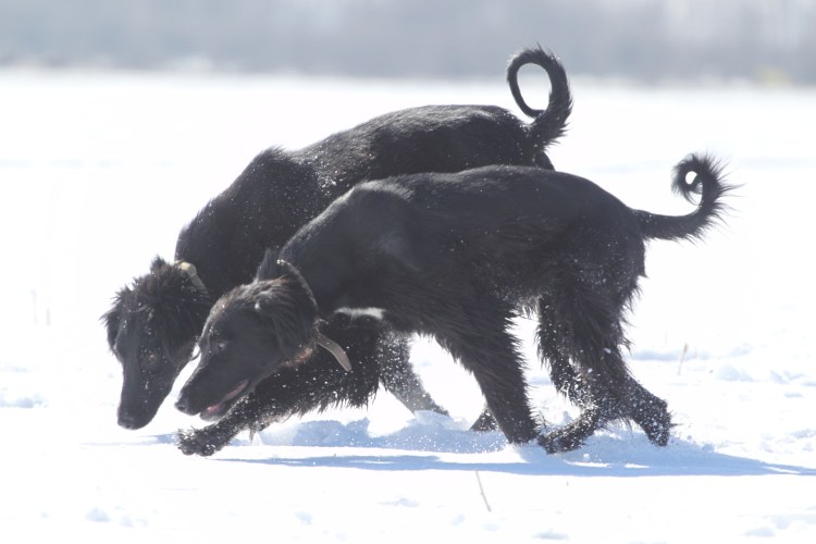 Киргизская Горная борзая