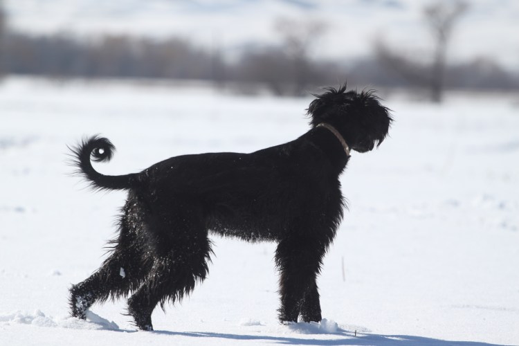 Тайган порода