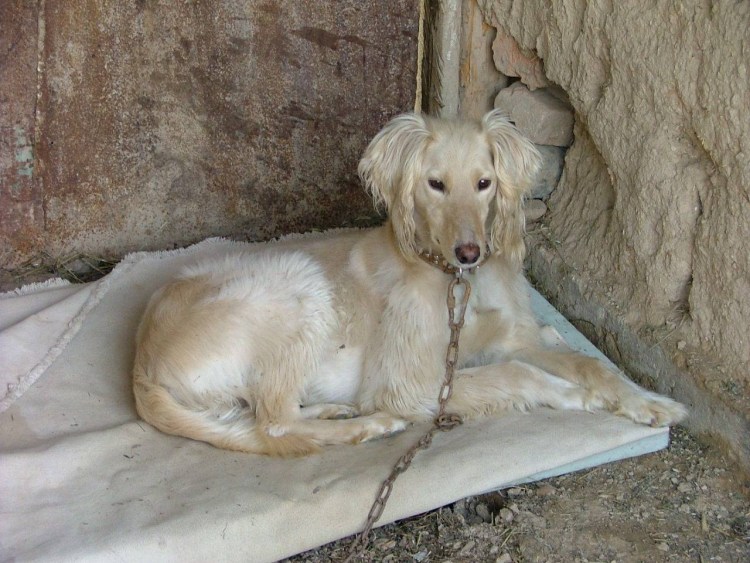 Тайган (Киргизская борзая) Шерхан