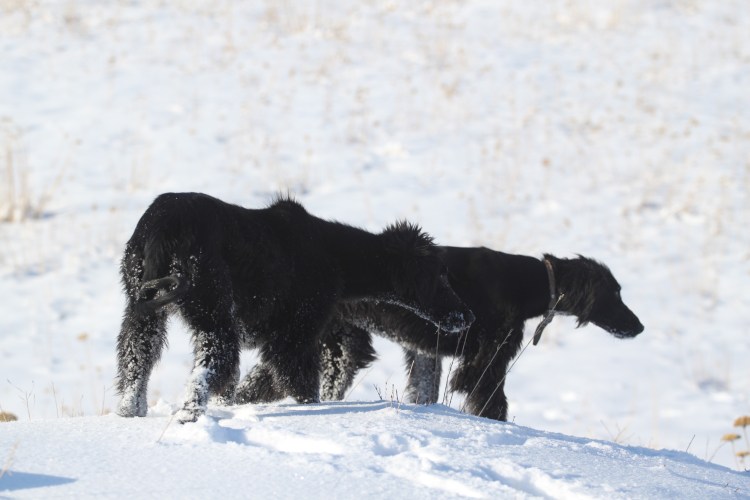 Кыргызская порода собак