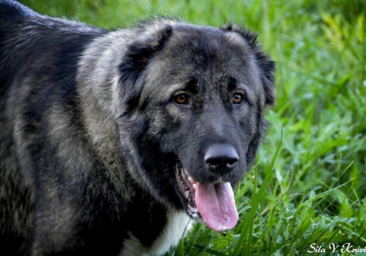 Тайган собака историческая