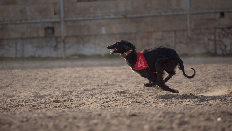 Волкодав Тайган