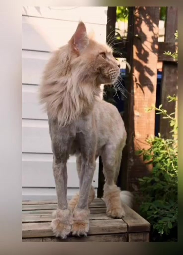 Грумминг Мейн куна