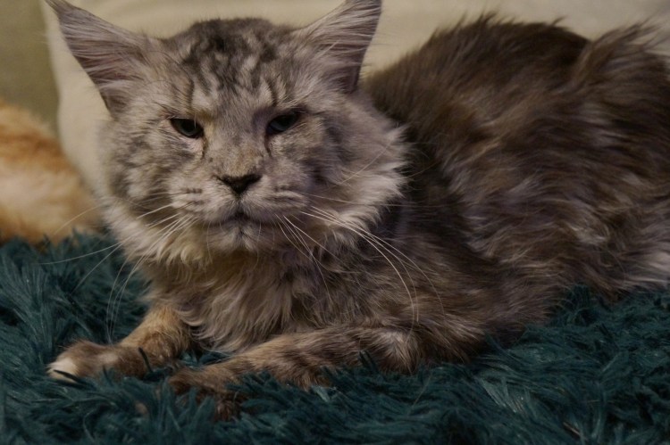 Стрижка Мейн куна