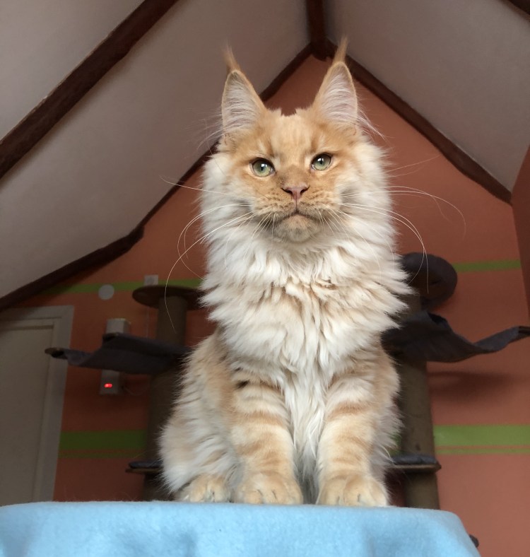 Стрижка Мейн куна Лев