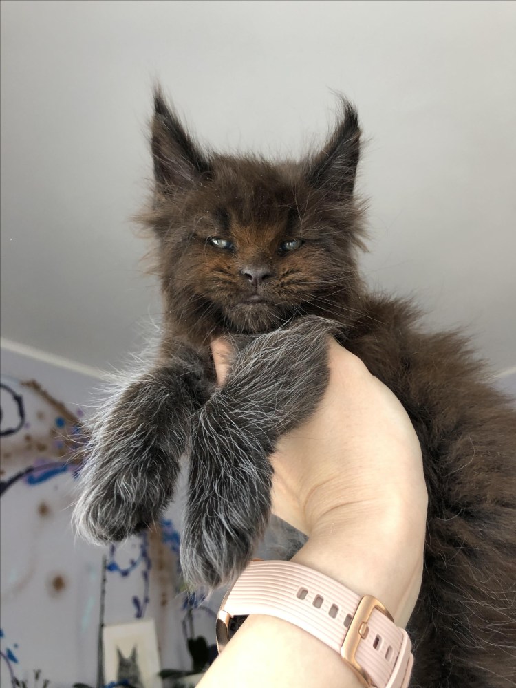 Груминг Мейн куна СПБ