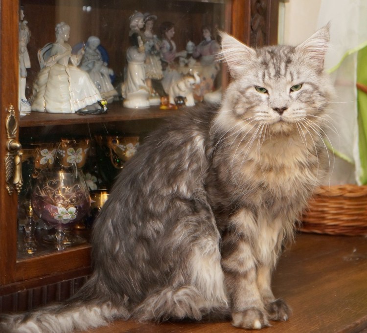 Стрижка Мейн куна