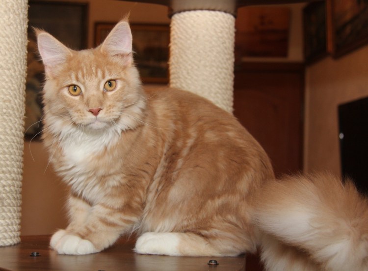 Стрижка кота Мейн куна