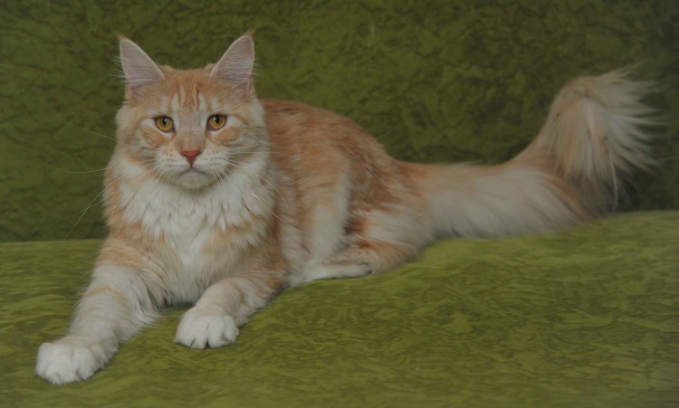 Сибирский Мейн кун