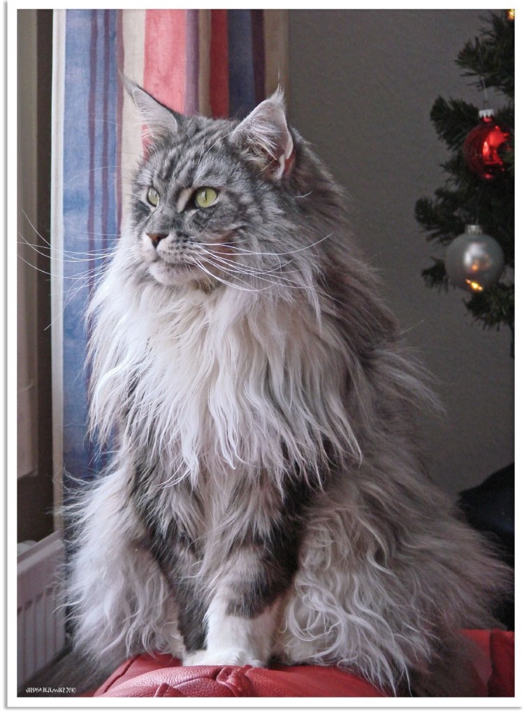 Стриженный Мейн кун