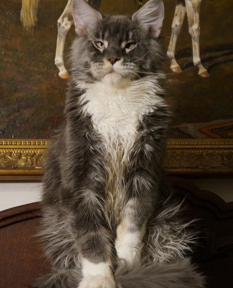 Стрижка Мейн куна под Льва