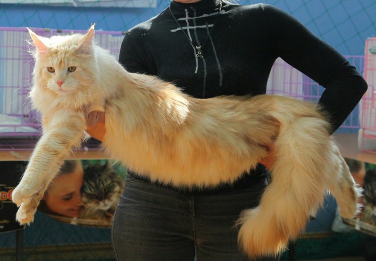 Стрижка Мейн куна