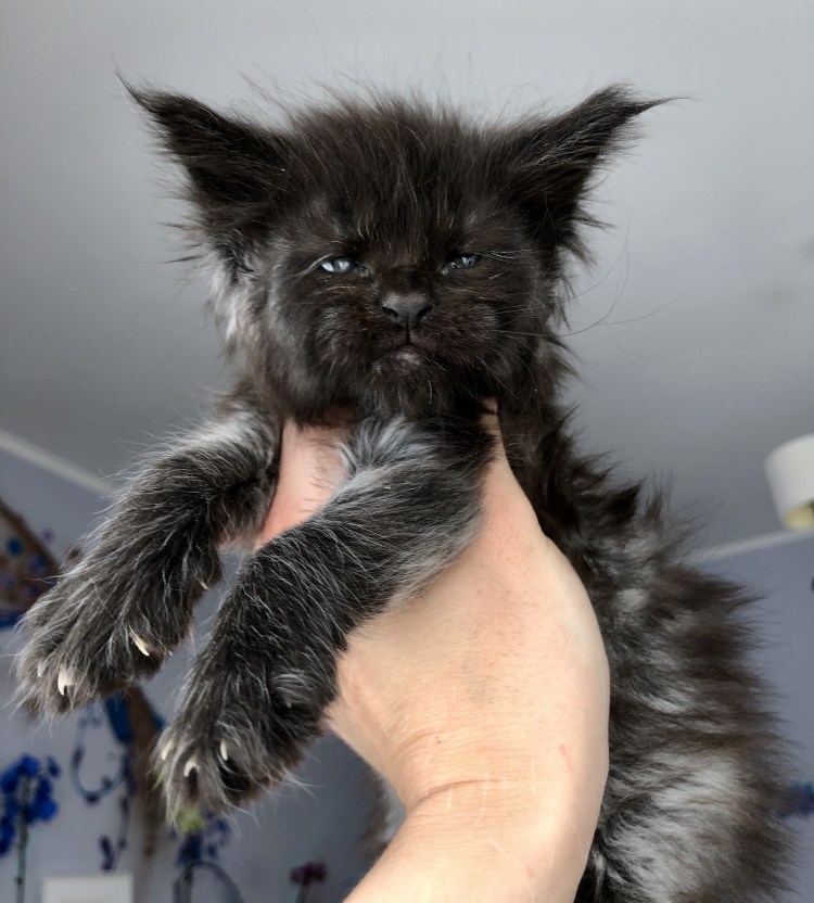 Стриженный Мейн кун с отросшей шерстью