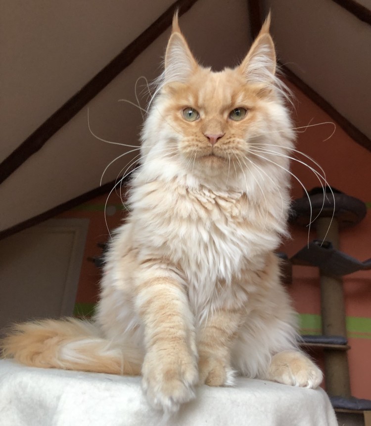 Стриженный Мейн кун